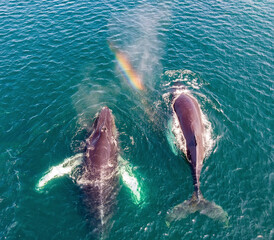 Humpback whales with rainbow spout