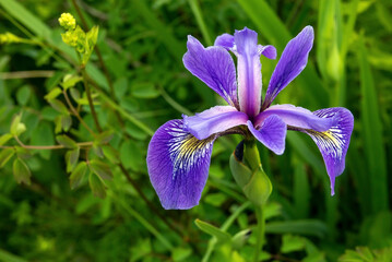 Closeup of wild blue flag iris (Iris versicolor) - Powered by Adobe