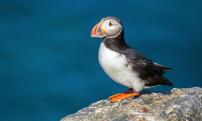 Posing atlantic puffin (Fratercula arctica)