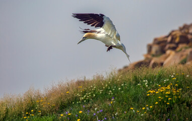 Northern gannet landing