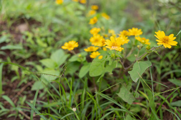 yellow flowers on grass