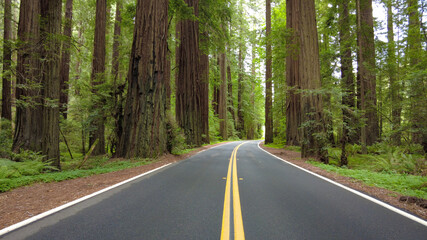 Obraz premium The scenic Avenue of Giants runs through Humboldt Redwoods State Park, Northern California. There are over 100 coastal Redwood trees in this park that grow over 350 feet tall.