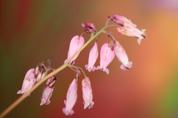 Obraz premium Pink flower blossom close up background dicentra formosa family papaveraceae high quality big size print