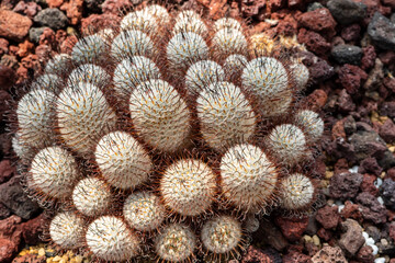 Groupe of round white cactus with spine - Powered by Adobe