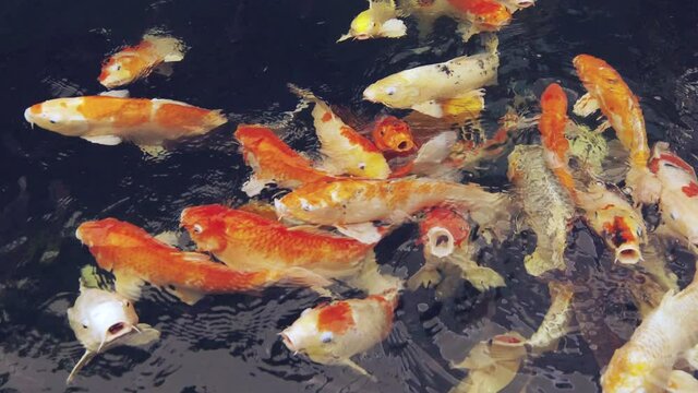 Close up 4k of crowded carp or koi fishes swimming in clear water pond farm shows beautiful color (orange, red, white and yellow) animal pet which japanese and asian people believe as lucky animal.