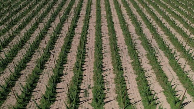 Cinematic 4K aerial drone dolly shot of hops grown at a hop yard in Yakima, Washington