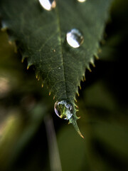 dew on a leaf