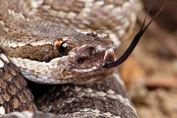 Southern Pacific Rattlesnake (Crotalus helleri).