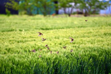 Obraz na płótnie Canvas Sparrow in green barley field 청보리밭 참새