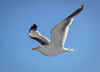 seagull in flight