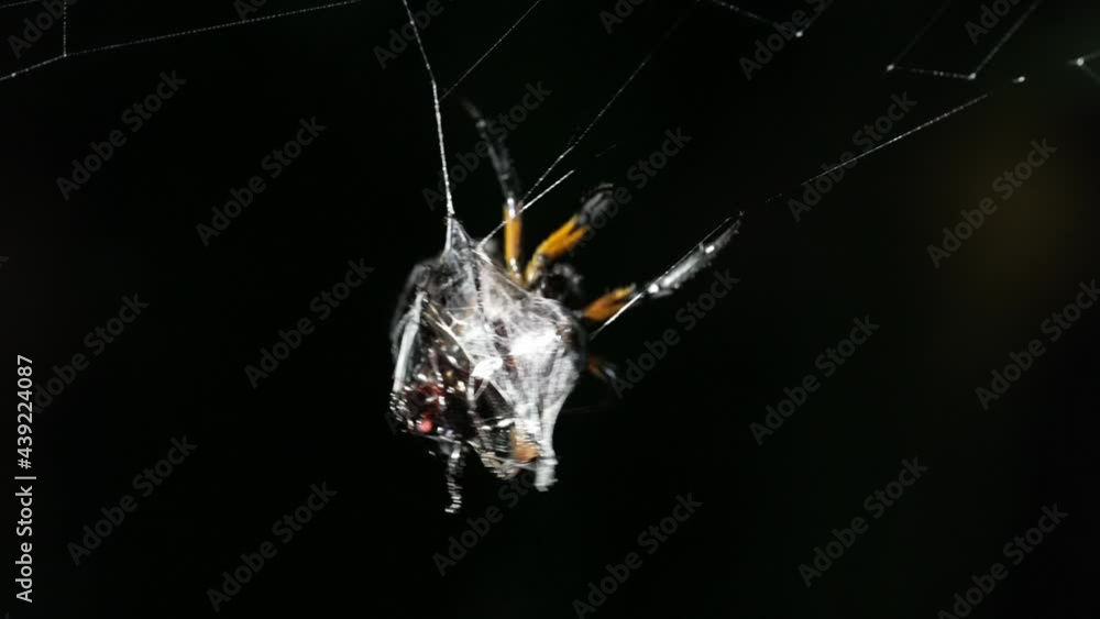 Wall mural spider on a web eating a bug in slow motion
