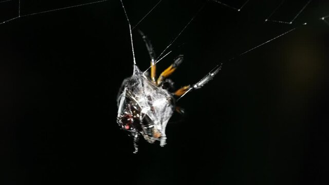 spider on a web eating a bug in slow motion