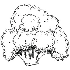 Broccoli Isolated hand drawn illustration. Vegetable engraved style. Sketch vegetarian food drawing. Farm market product. The best for design logo, menu, label, icon, stamp.