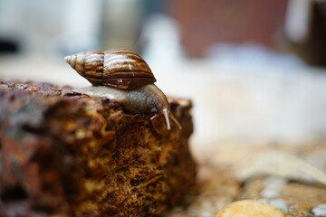 Snail life on the brick crawling find some food and blur  background in the garden