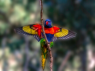 Lorikeet Wings Spread