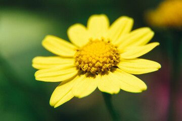 Yellow Flower. Close Up. Wildflowers