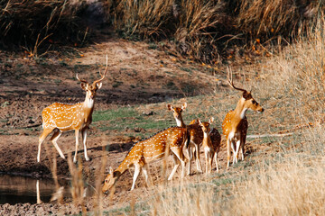 Deer and Lake. Family of the Deer. Wildlife. Maharashtra. India