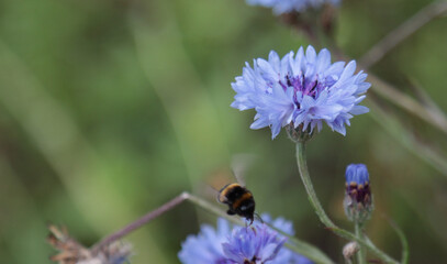 Blooming field flower cornflower.