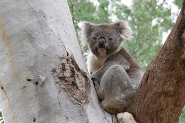 Koala in tree