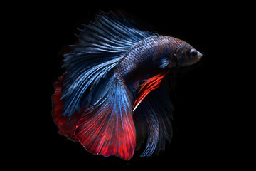 Fototapeta premium Halfmoon betta fish, Siamese fighting fish in movement isolated on black background.