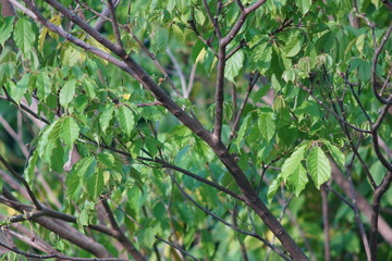 green leaves background