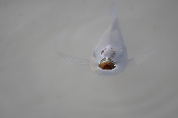 The fish's mouth emerges from the water