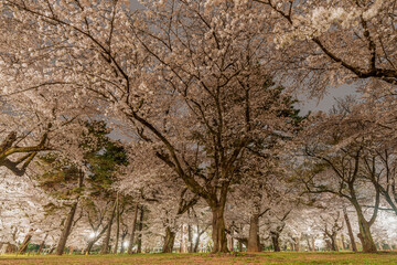 Fototapeta na wymiar 公園の夜桜