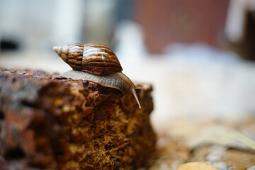 Snail life on the brick crawling find some food and blur  background in the garden