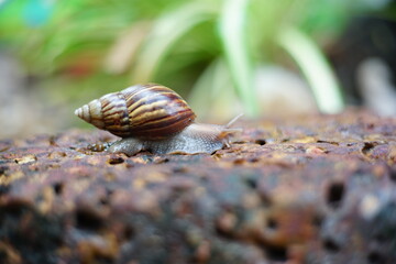 Snail life on the brick crawling find some food and blur green leaf background in the garden
