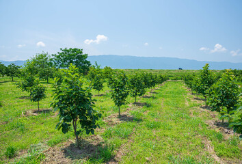 Fototapeta na wymiar 九州北部豪雨復興計画　柿の幼木