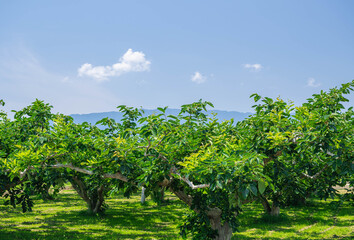 青空と柿の木　朝倉市