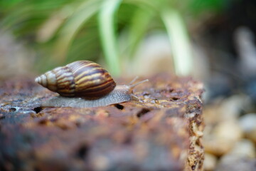 Snail life on the brick crawling find some food and blur green leaf background in the garden