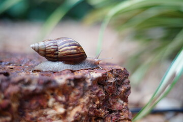 Snail life on the brick crawling find some food and blur green leaf background in the garden
