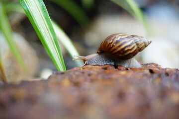 Snail life on the brick crawling find some food and blur green leaf background in the garden