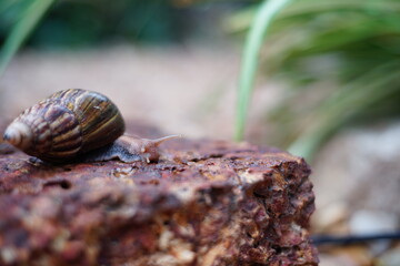 Snail life on the brick crawling find some food and blur green leaf background in the garden