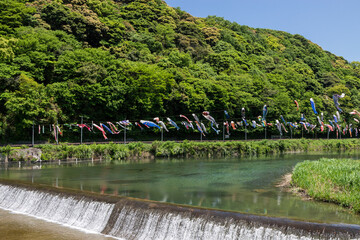 紫川の鯉のぼり　北九州市小倉南区