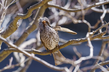 民家のヒヨドリ