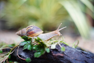 Snail life on the green leaf and wood crawling find some food on the garden with blur background