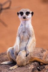 meerkat sitting