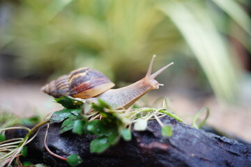 Snail life on the green leaf and wood crawling find some food on the garden with blur background