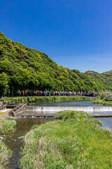 紫川の鯉のぼり　北九州市小倉南区