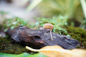 Snail life on the wood crawling find some food among green leaf in the garden with blur background and text space
