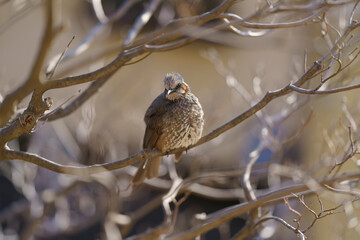 民家のヒヨドリ
