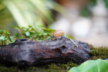 Snail life on the wood crawling find some food among green leaf in the garden with blur background and text space
