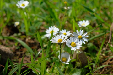 White daisies grow among the green grass.