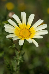 Obraz premium Chamomile grows in a meadow among other flowers