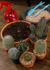 Fototapeta na wymiar Many kinds and sizes of cactus and soil and gardening tools for home decorating the garden