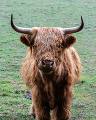 scottish highland cow in a field