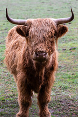 highland cow