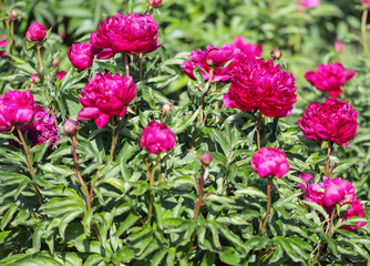 Fototapeta premium Herbaceous peonies kobzar. The bush is upright. The flower is densely rose-shaped. The color is dark pink.